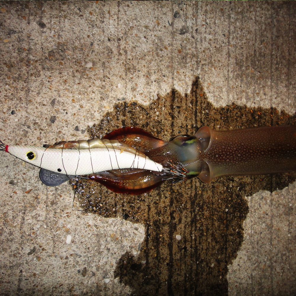 フルグローホワイト釣果