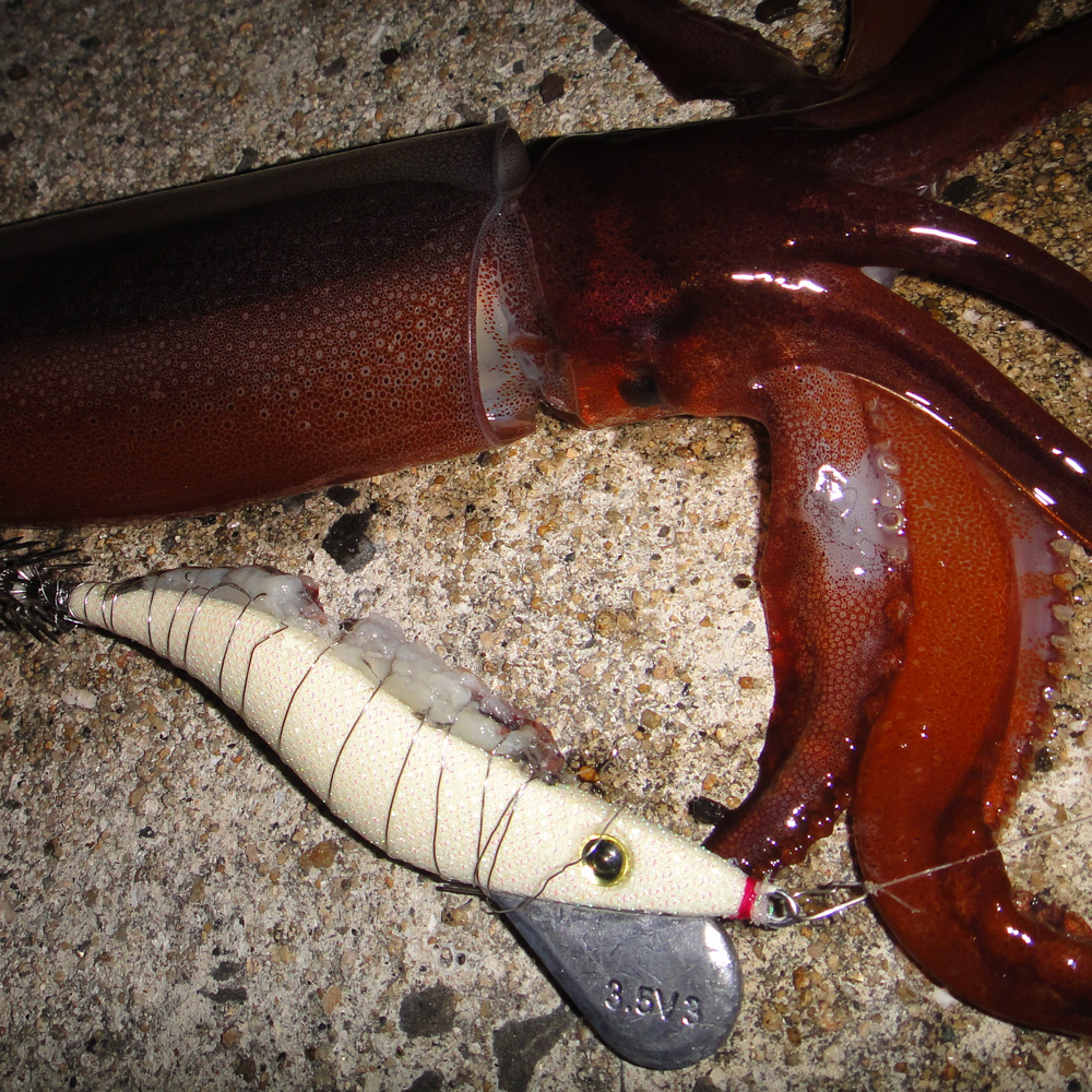 フルグローホワイト釣果