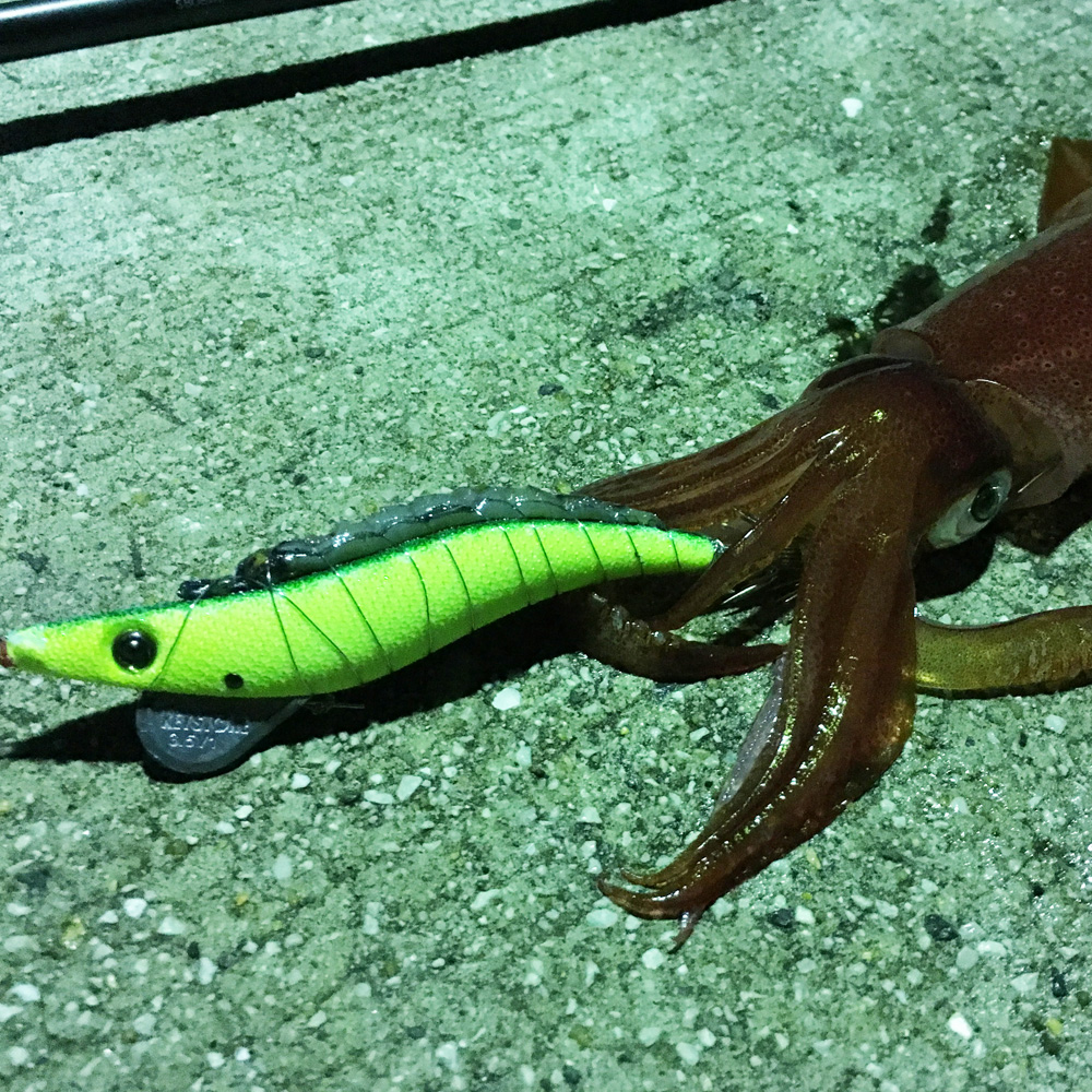 イエローグローグリーン釣果