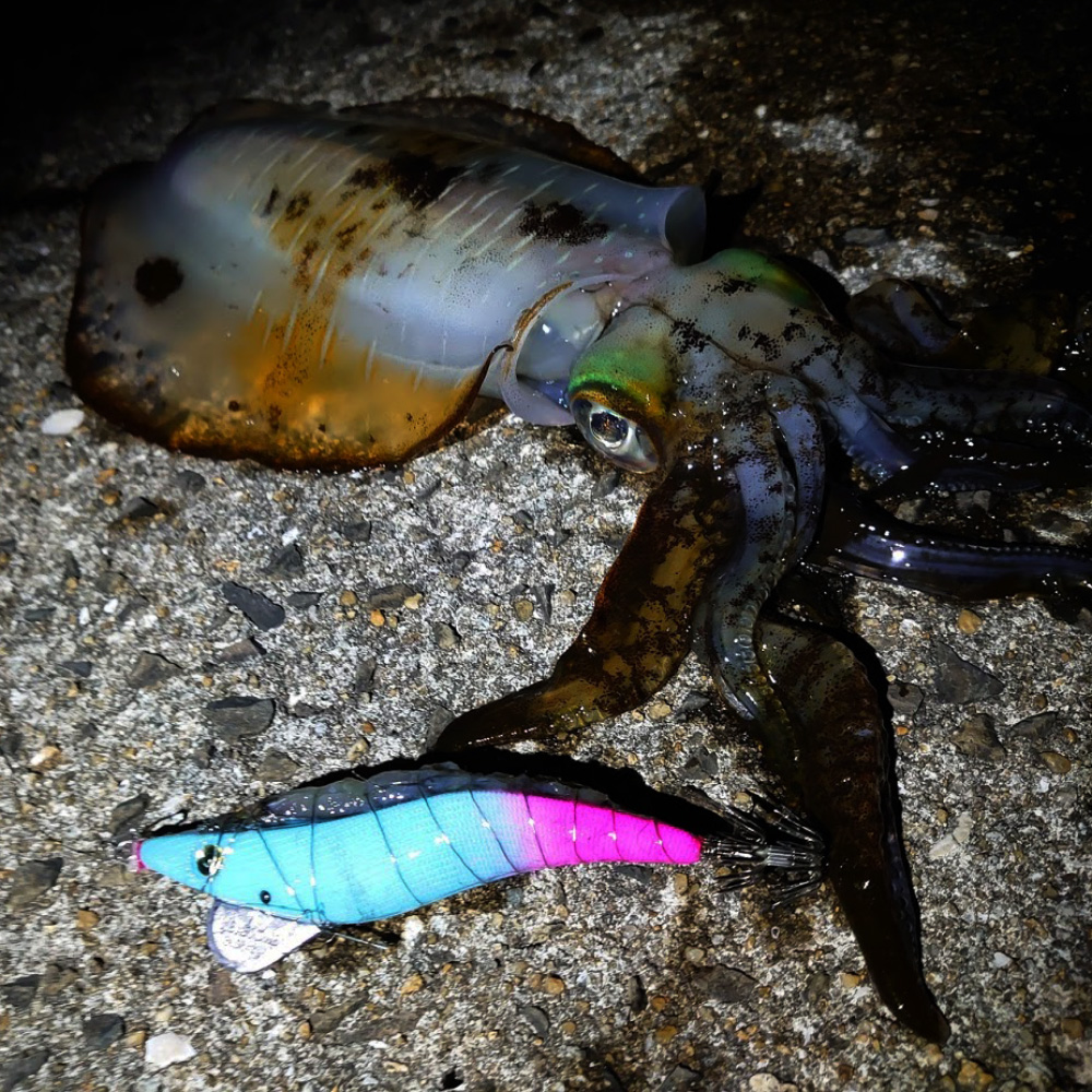 ブルーグローピンク釣果