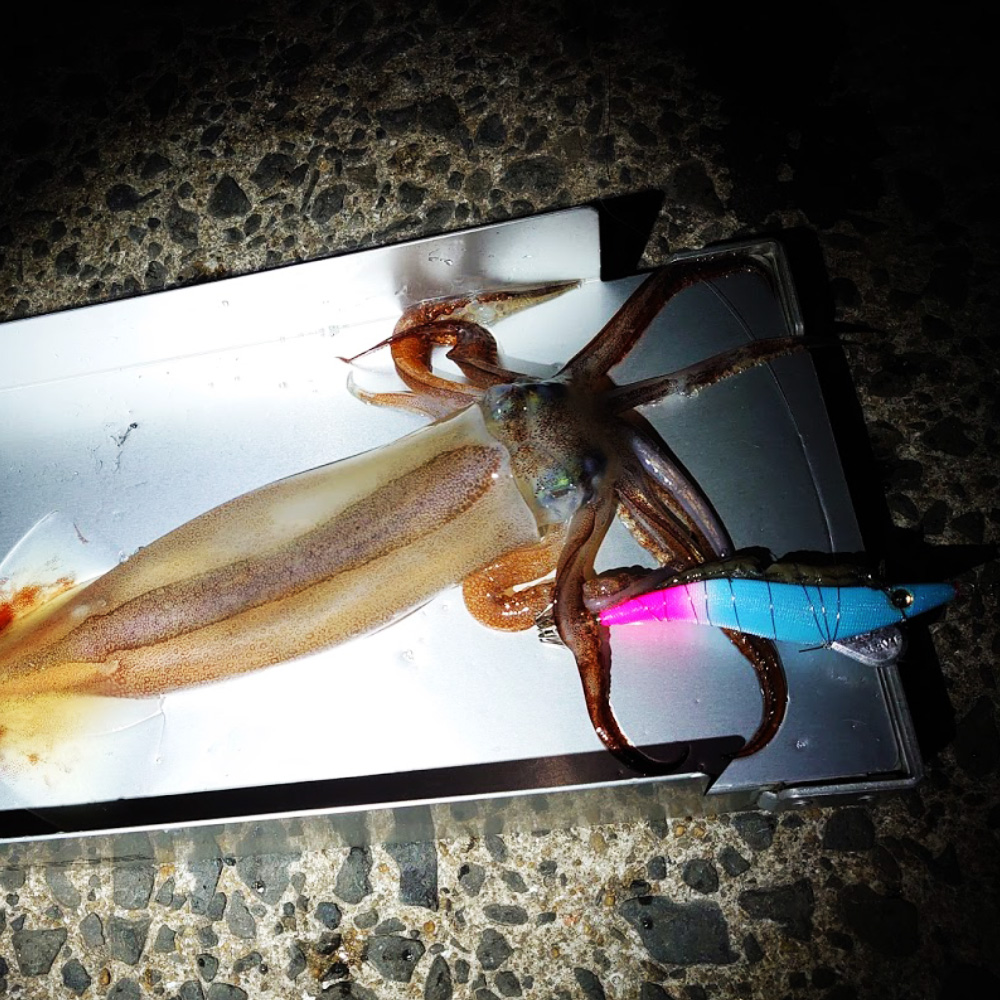 ブルーグローピンク釣果