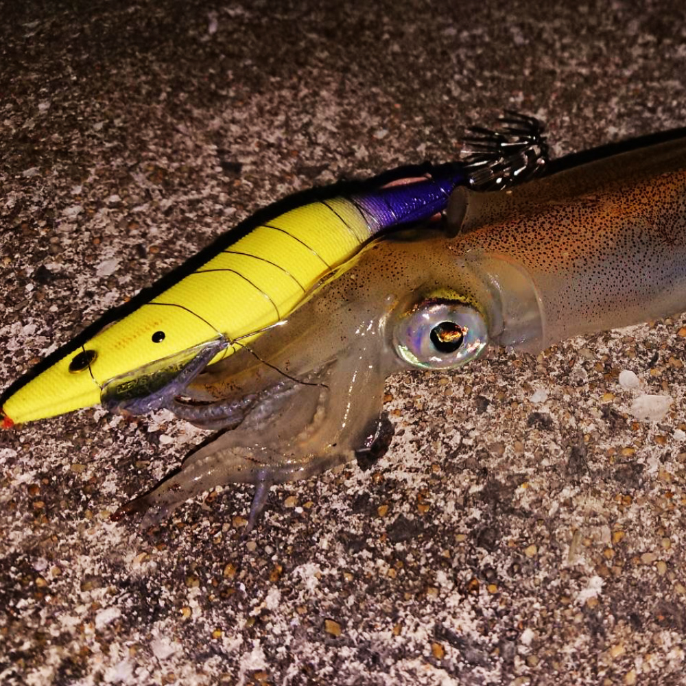 イエローグローパープル釣果