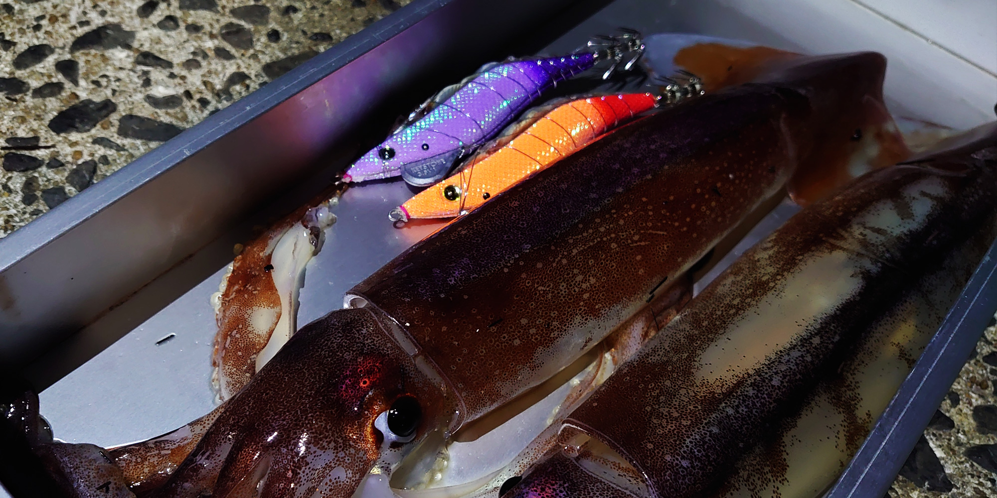 邪道エギ 早福型/邪道編