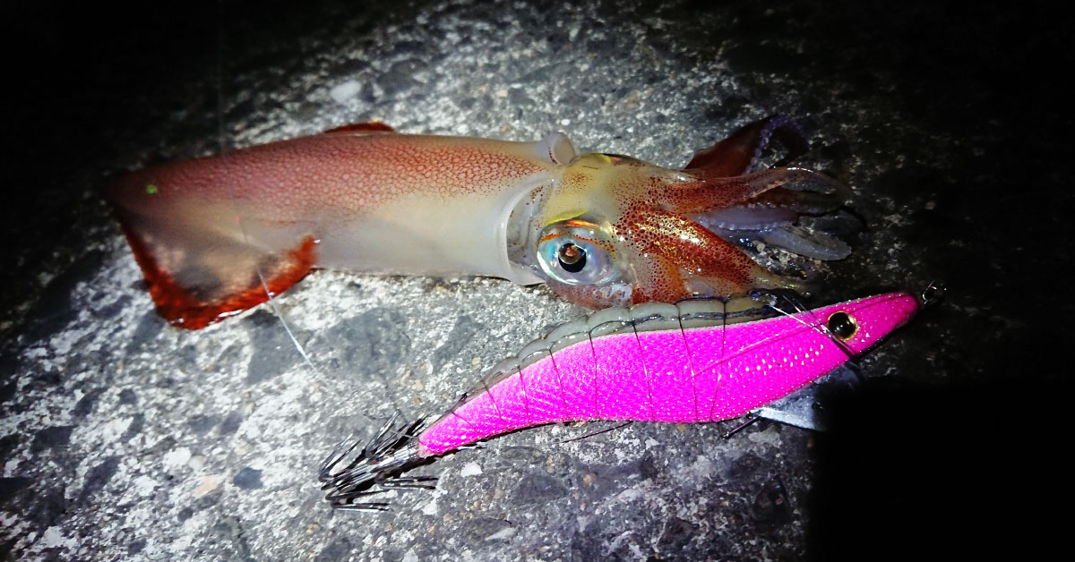 真冬のヤリイカ・スルメイカ