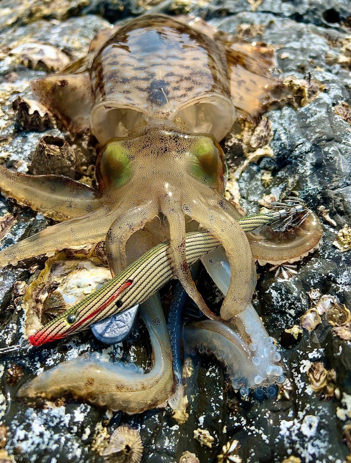 ロングエギ135mm釣果写真1