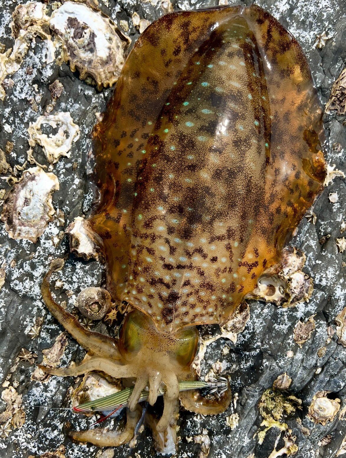 ロングエギ135mm釣果写真2