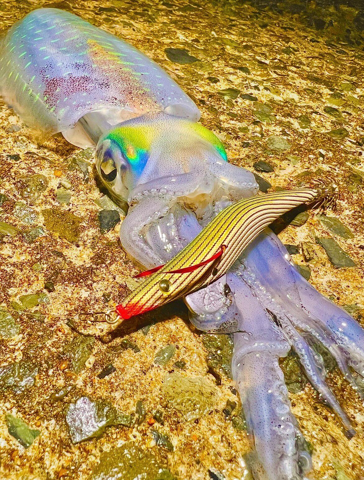 ロングエギ135mm釣果写真6