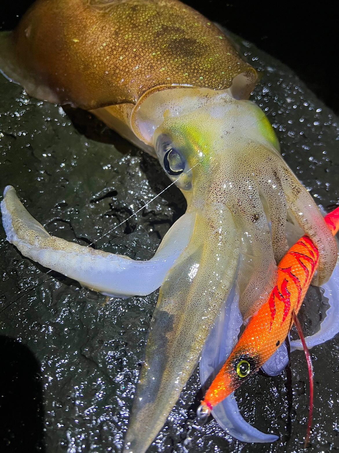ロングエギ135mm釣果写真9
