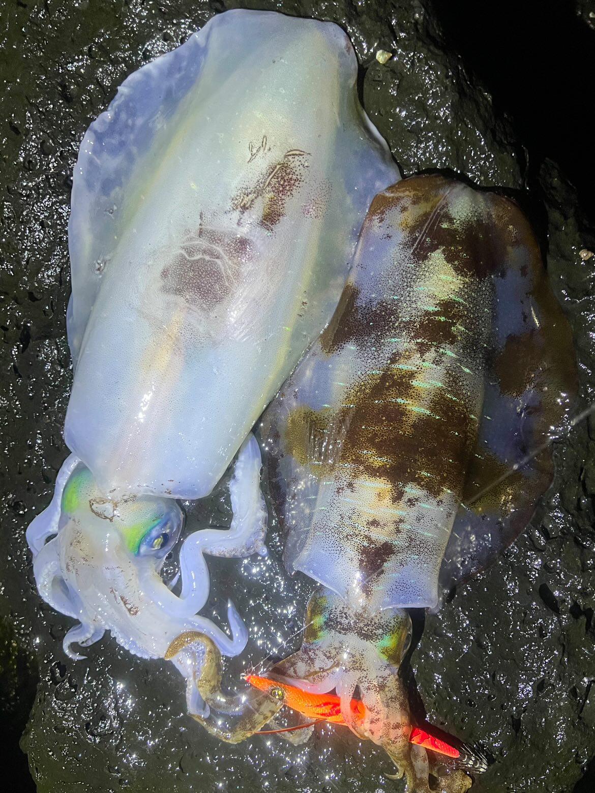 ロングエギ135mm釣果写真10