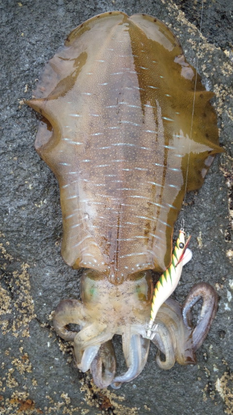 モンローエギ釣果1