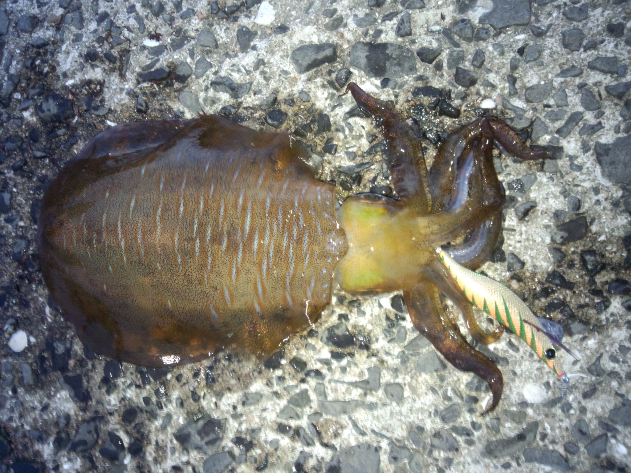 モンローエギ釣果2