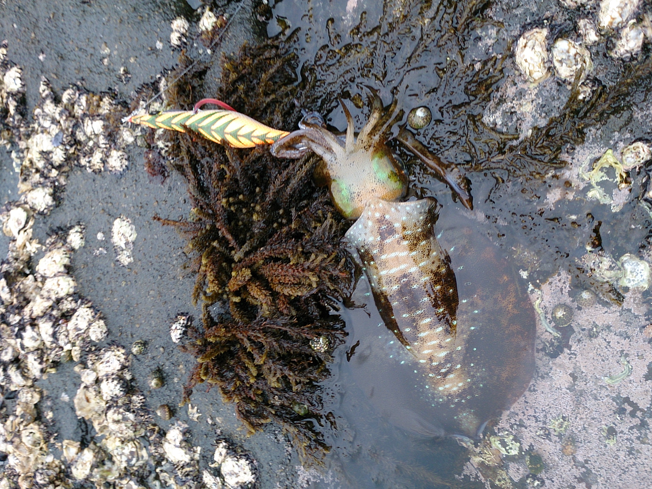 モンローエギ釣果3