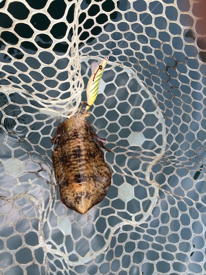 モンローエギ釣果5