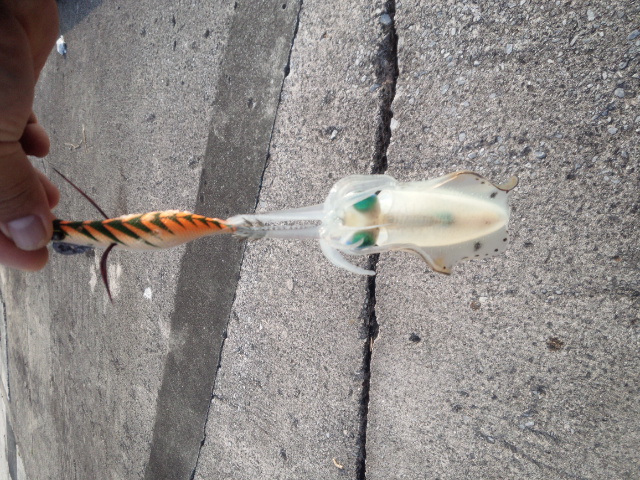 モンローエギ釣果6