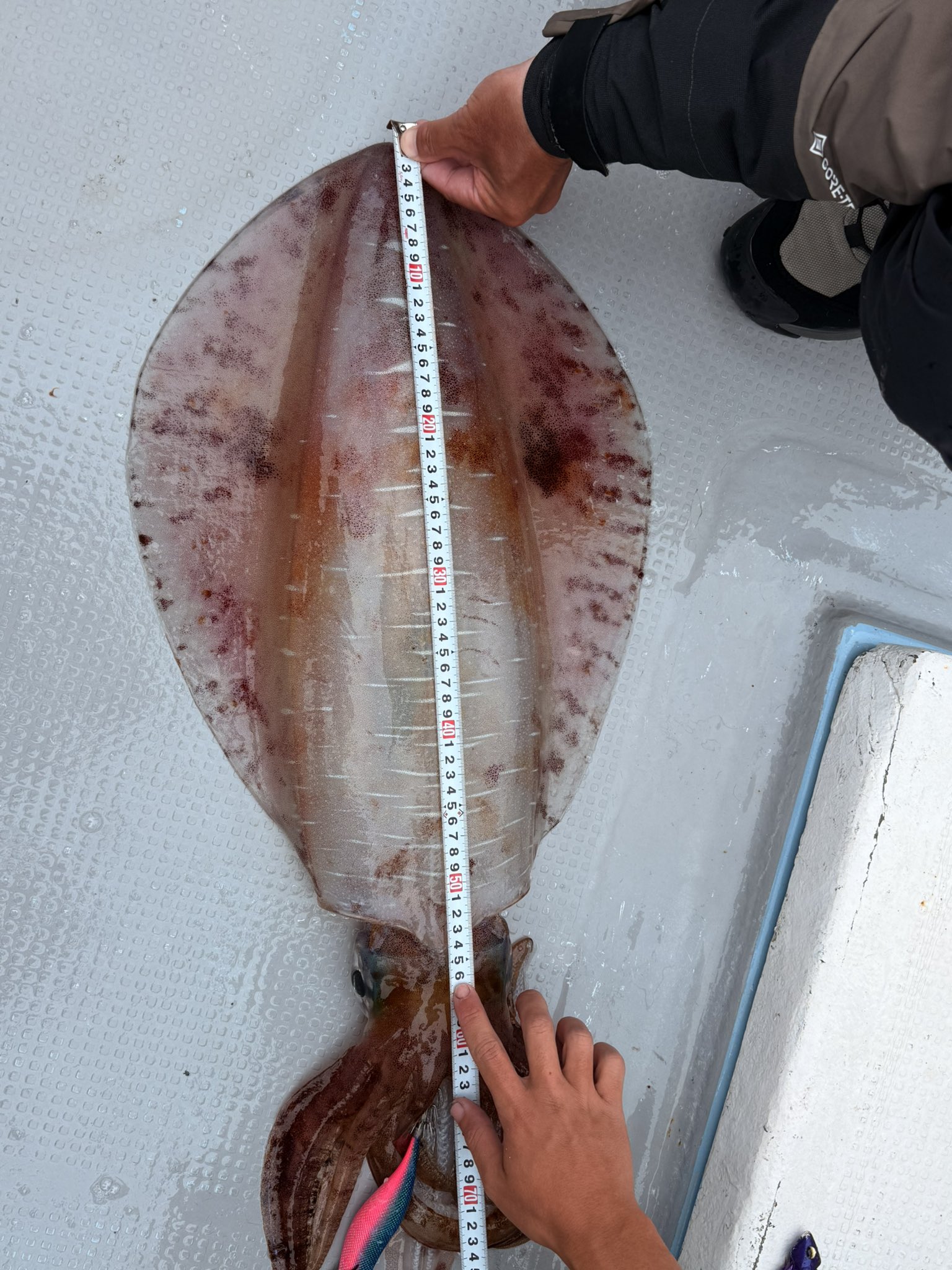 モンスター級アオリイカ釣果6