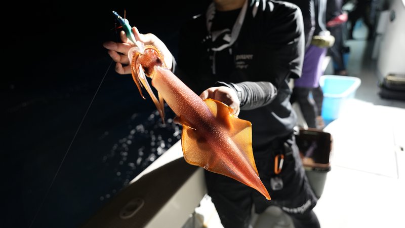 ケンサキイカ釣果