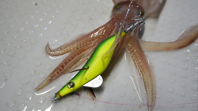 大型ケンサキイカ