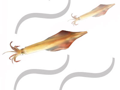 邪道エギング ショアケンサキゲーム ササイカ テナシイカ ガンセキ スルメイカ