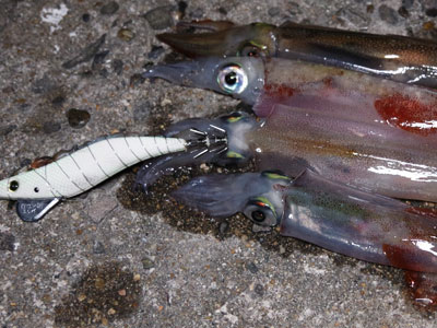 釣行レポート キーストンのオフィシャルレポート 純日本製とモノ作りにこだわるキーストンの漁具を使いレポートする ２０１８年 ２月２５日 北部九州今期のヤリイカ事情