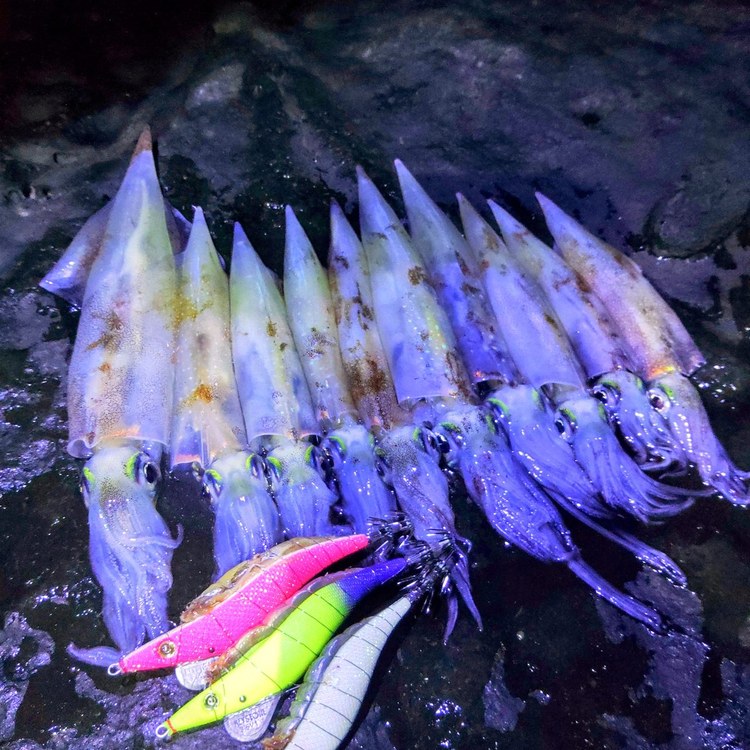 夜の磯に並べたササイカ（ヤリイカ）と邪道エギ