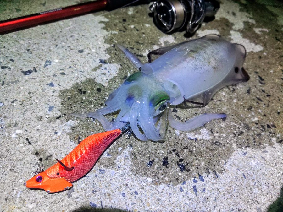 ジェットチェイサーで釣れたアオリイカ（ロッドを置いて。潮の通る場所）