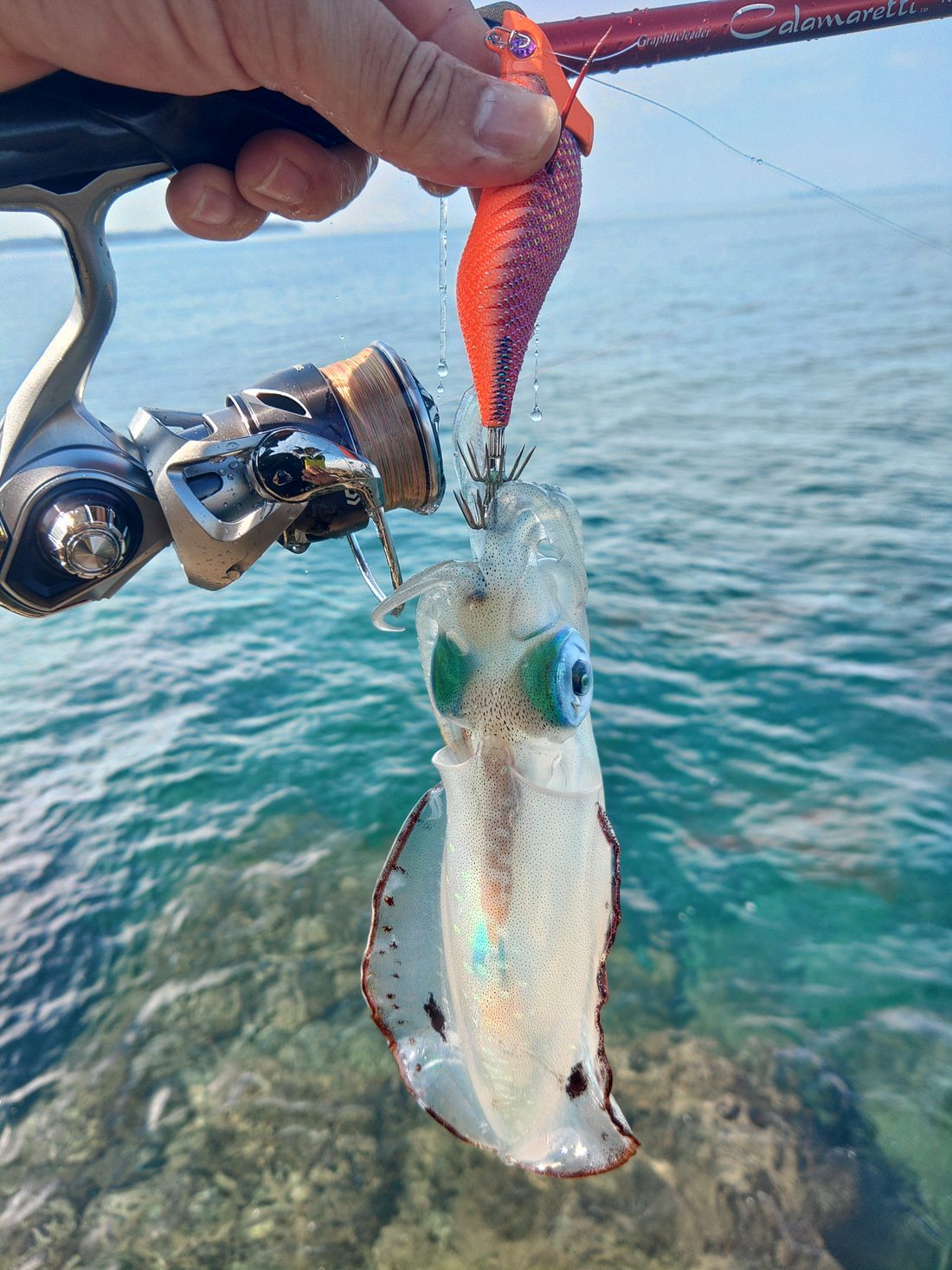 ジェットチェイサーを抱いたまま水面から抜き上げたアオリイカ