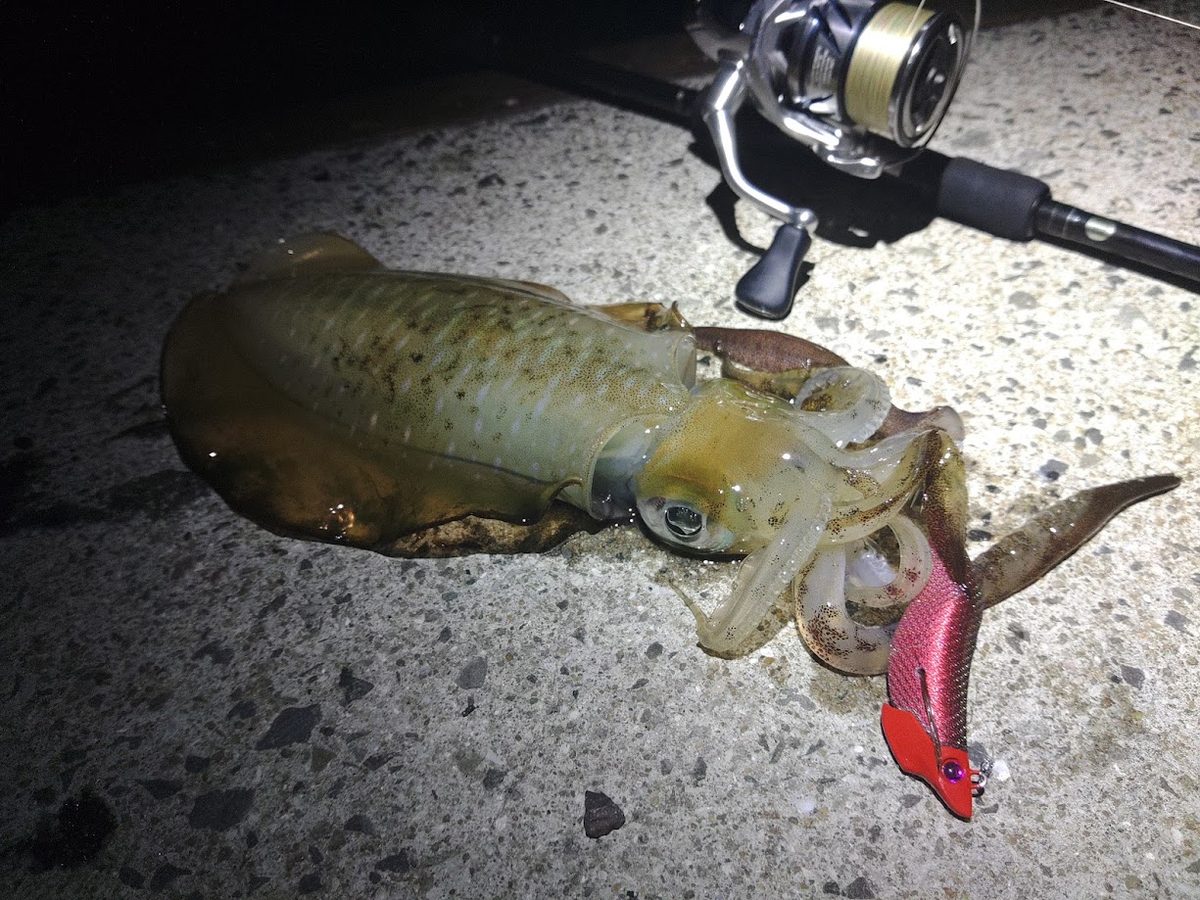 夜の堤防でジェットチェイサーに抱きついたアオリイカとロッド